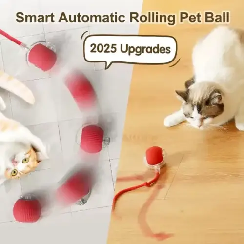 cat chasing toys